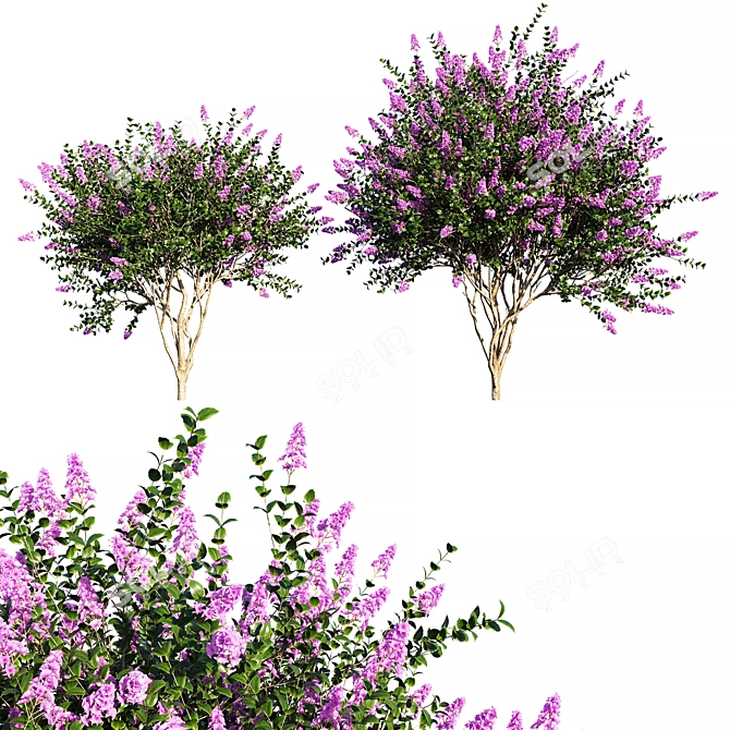 Lagerstroemia Indica Tree: Stunning 2014 Edition 3D model image 1