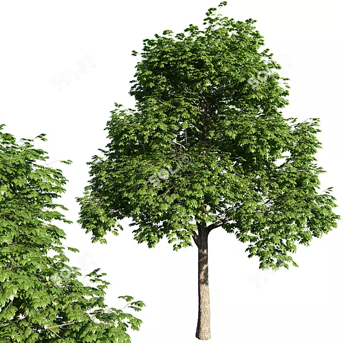 Maple Tree 2014 3D model image 1