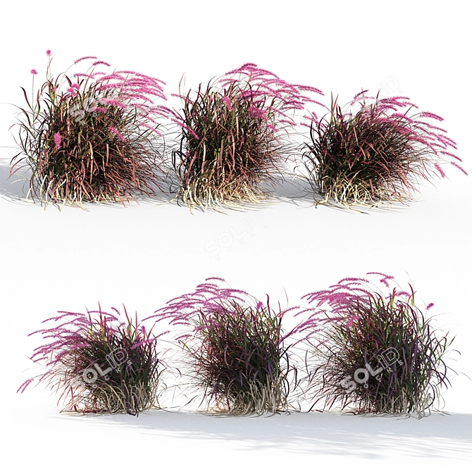 Vibrant Red Pennisetum in Breezy Dance 3D model image 1