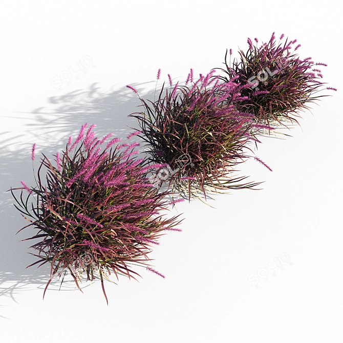 Vibrant Red Pennisetum in Breezy Dance 3D model image 2