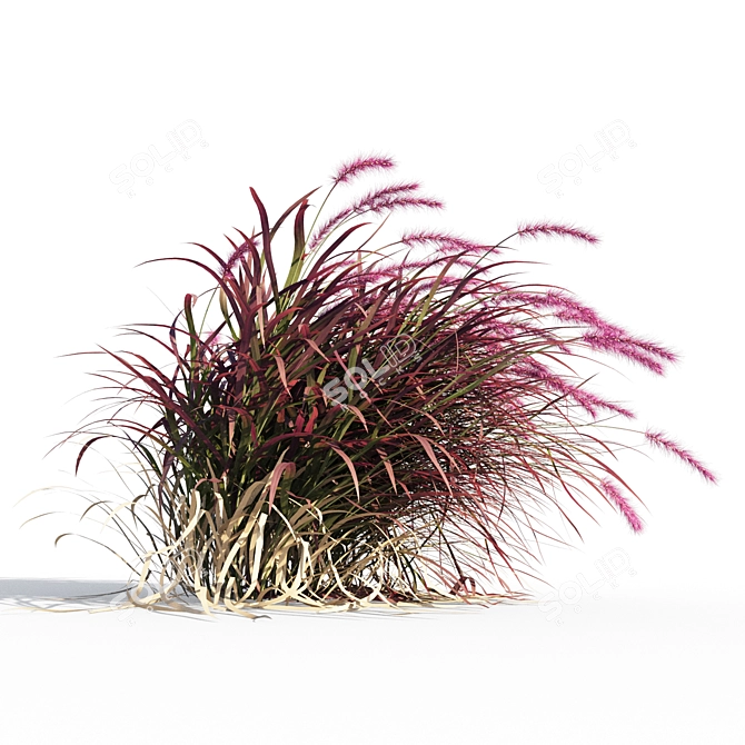 Vibrant Red Pennisetum in Breezy Dance 3D model image 3