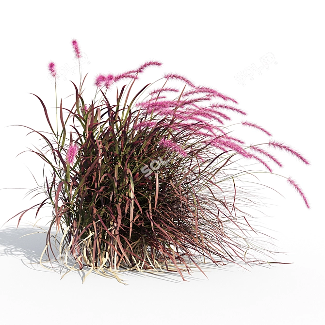 Vibrant Red Pennisetum in Breezy Dance 3D model image 5