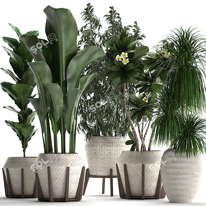 Exotic Plant Collection 425: Frangipani, Plumeria, Dracaena, Bamboo 3D model image 1