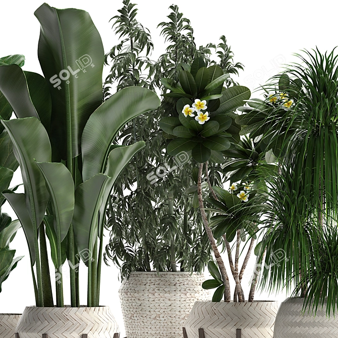 Exotic Plant Collection 425: Frangipani, Plumeria, Dracaena, Bamboo 3D model image 2