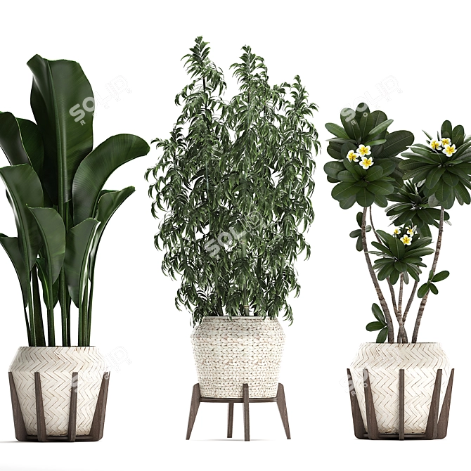 Exotic Plant Collection 425: Frangipani, Plumeria, Dracaena, Bamboo 3D model image 4