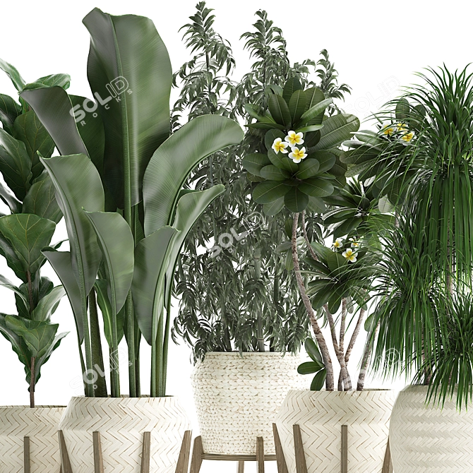 Exotic Plant Collection 425: Frangipani, Plumeria, Dracaena, Bamboo 3D model image 8