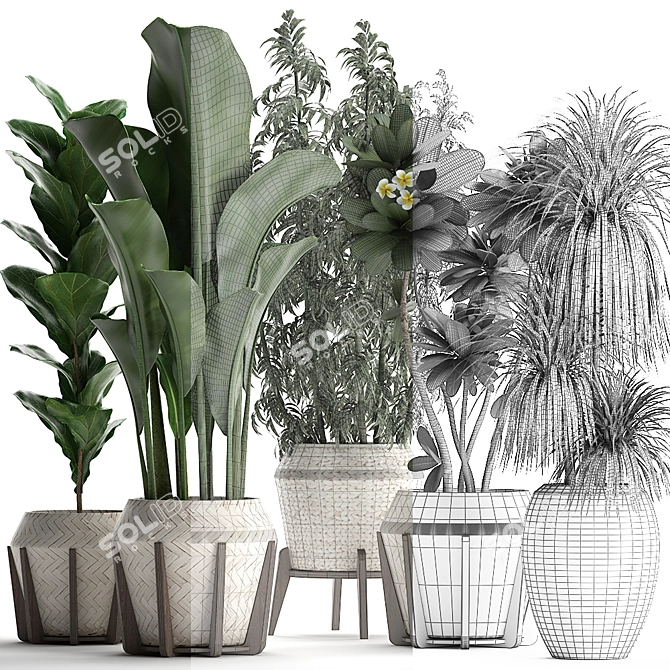 Exotic Plant Collection 425: Frangipani, Plumeria, Dracaena, Bamboo 3D model image 9