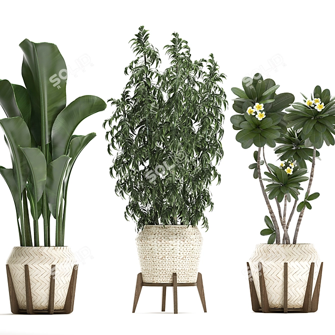 Exotic Plant Collection 425: Frangipani, Plumeria, Dracaena, Bamboo 3D model image 10