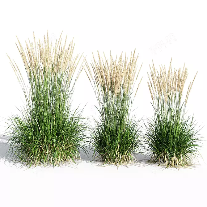 Feathery Beauty: Feather Reed Grass 3D model image 1