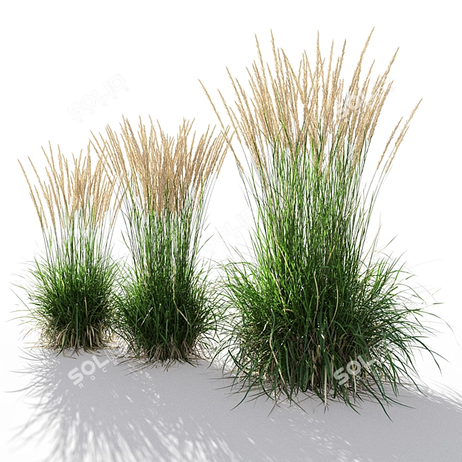 Feathery Beauty: Feather Reed Grass 3D model image 2
