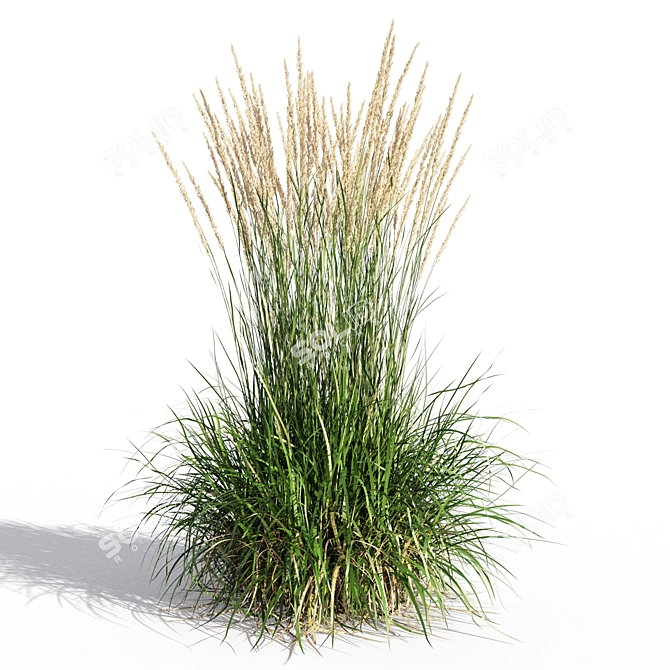 Feathery Beauty: Feather Reed Grass 3D model image 3