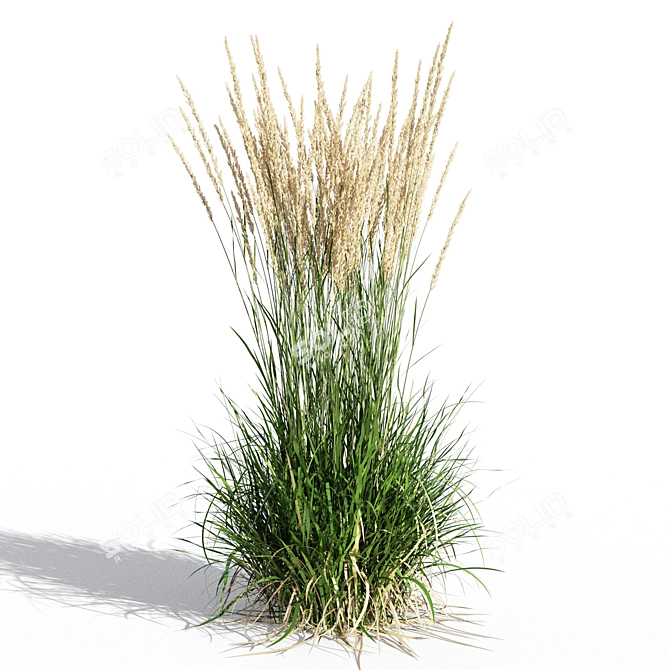 Feathery Beauty: Feather Reed Grass 3D model image 4