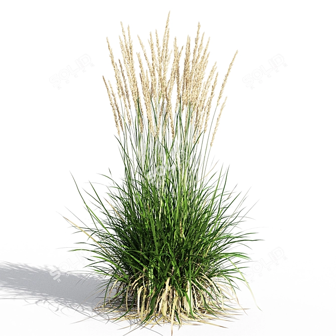 Feathery Beauty: Feather Reed Grass 3D model image 5