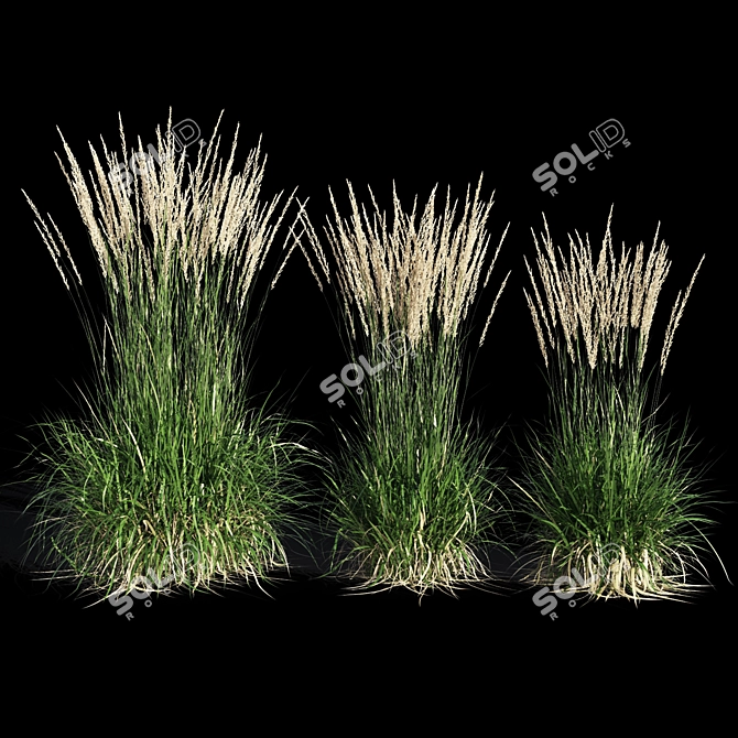 Feathery Beauty: Feather Reed Grass 3D model image 6