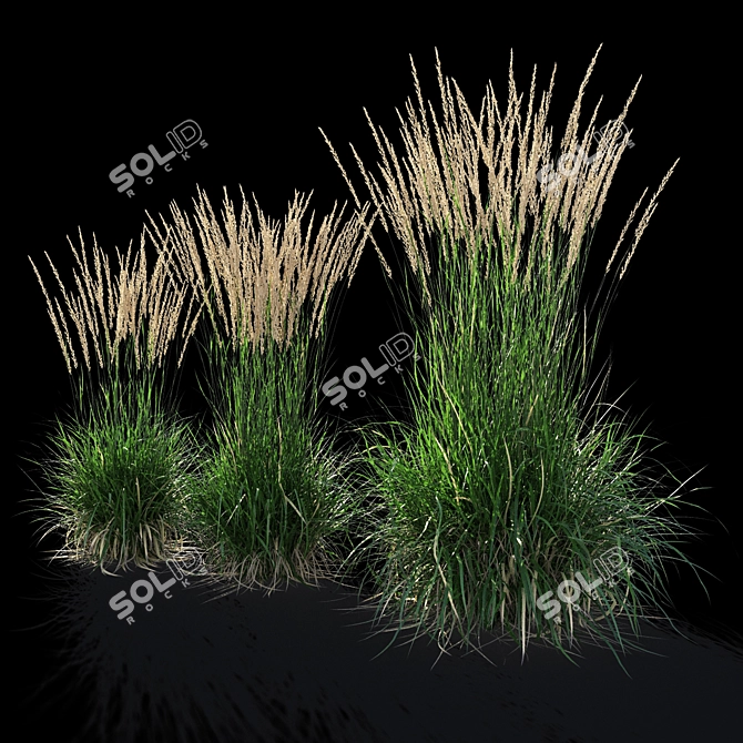 Feathery Beauty: Feather Reed Grass 3D model image 7