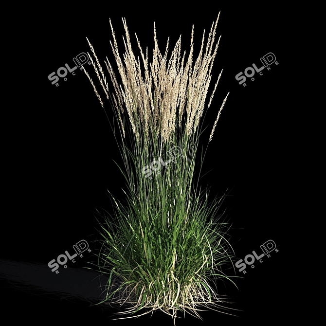 Feathery Beauty: Feather Reed Grass 3D model image 8