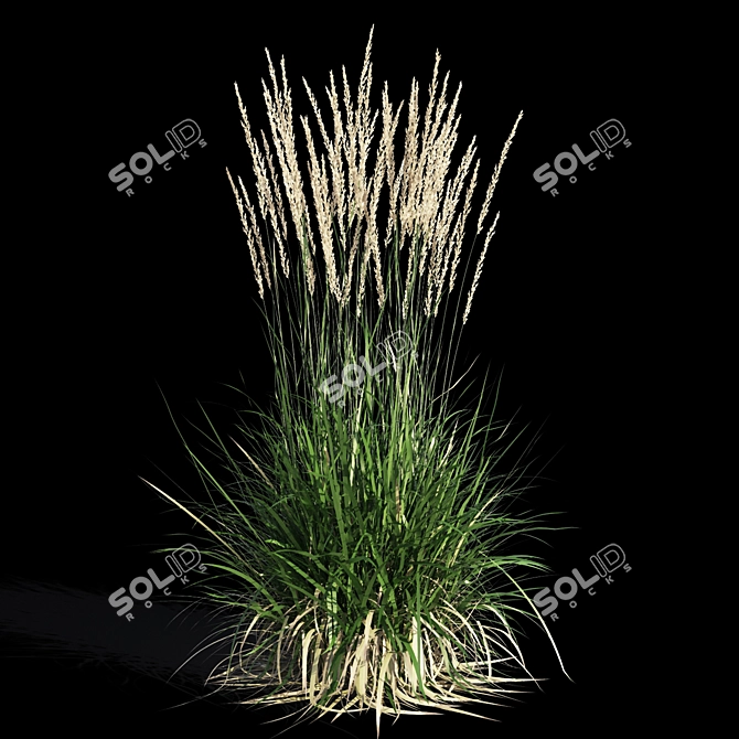 Feathery Beauty: Feather Reed Grass 3D model image 9