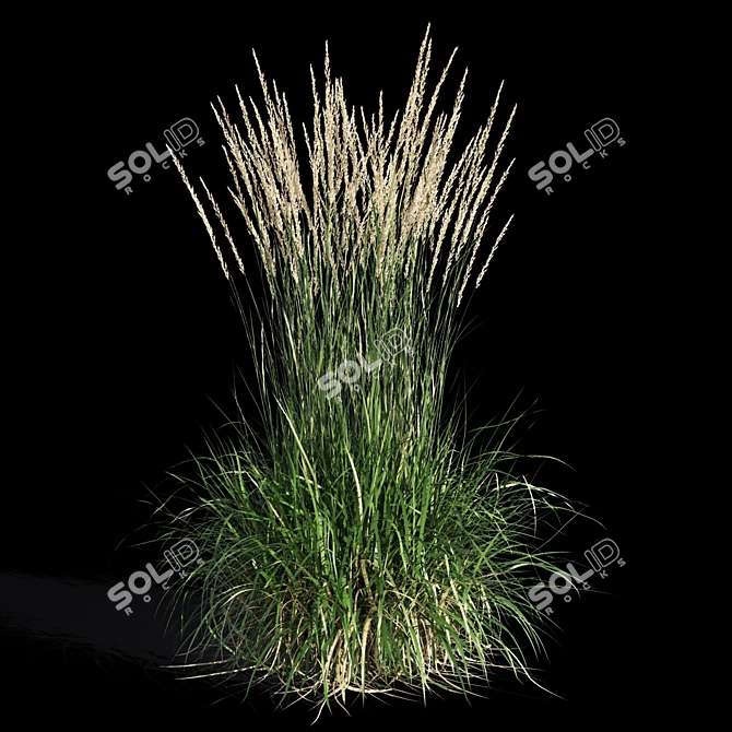Feathery Beauty: Feather Reed Grass 3D model image 10