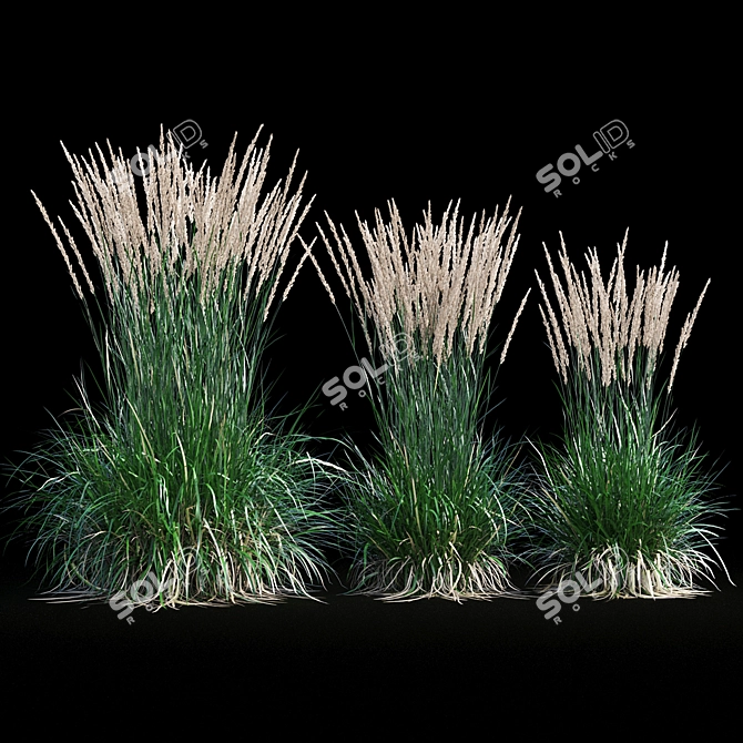 Feathery Beauty: Feather Reed Grass 3D model image 11