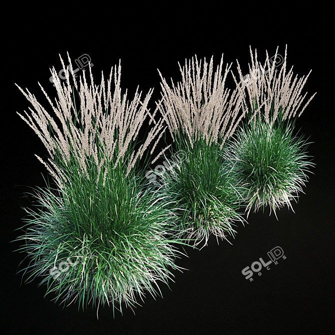 Feathery Beauty: Feather Reed Grass 3D model image 12