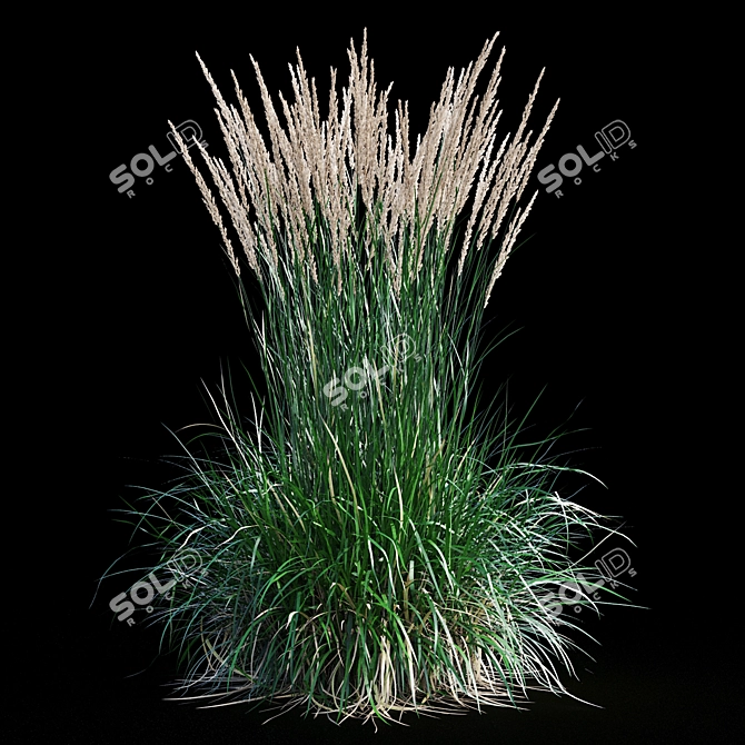 Feathery Beauty: Feather Reed Grass 3D model image 13