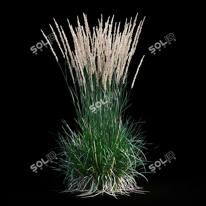 Feathery Beauty: Feather Reed Grass 3D model image 14