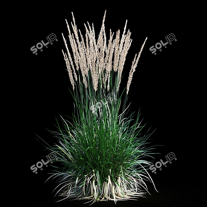 Feathery Beauty: Feather Reed Grass 3D model image 15