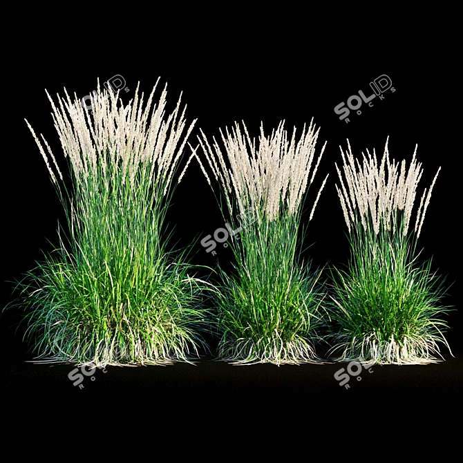 Feathery Beauty: Feather Reed Grass 3D model image 16