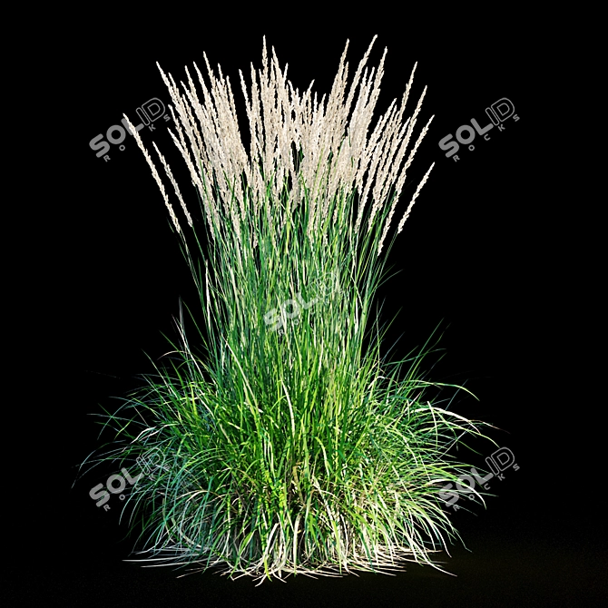 Feathery Beauty: Feather Reed Grass 3D model image 17