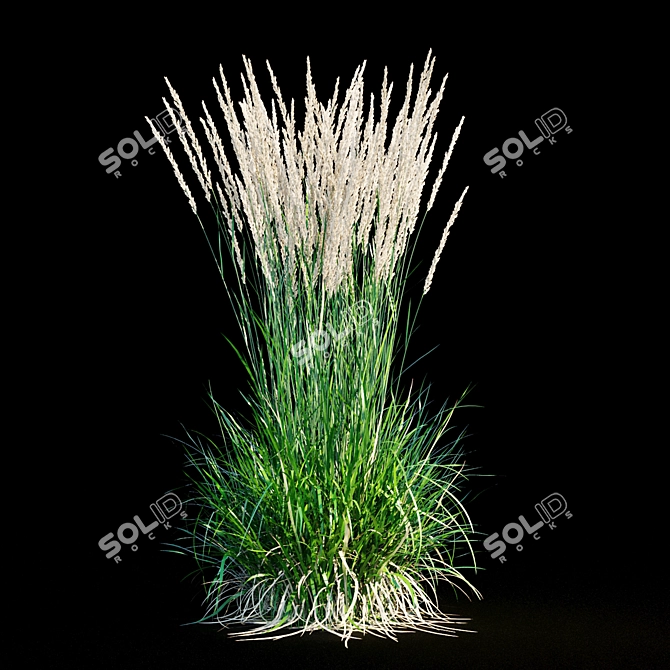 Feathery Beauty: Feather Reed Grass 3D model image 18