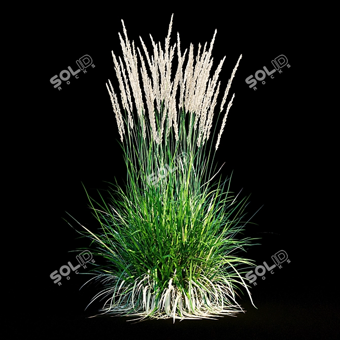 Feathery Beauty: Feather Reed Grass 3D model image 19