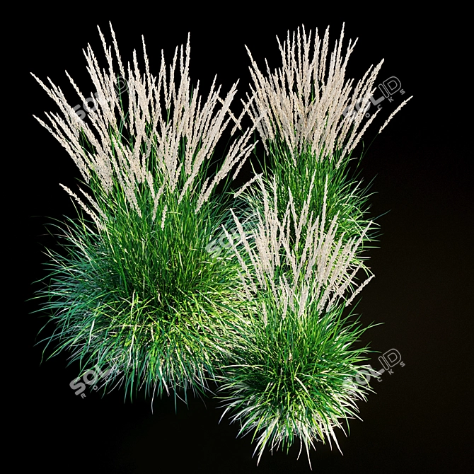 Feathery Beauty: Feather Reed Grass 3D model image 20