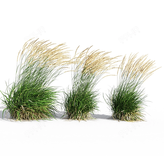 Graceful Feather Reed Grass 3D model image 1