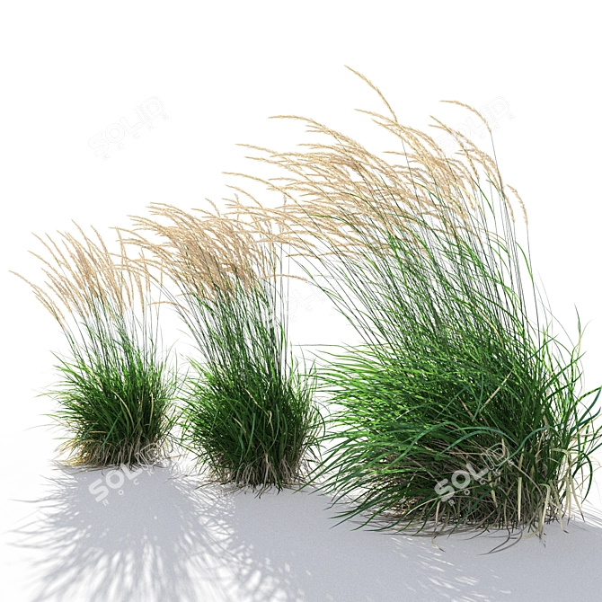 Graceful Feather Reed Grass 3D model image 2