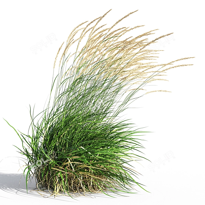 Graceful Feather Reed Grass 3D model image 3