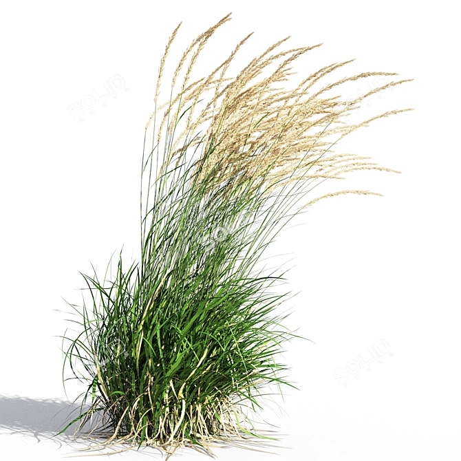 Graceful Feather Reed Grass 3D model image 4