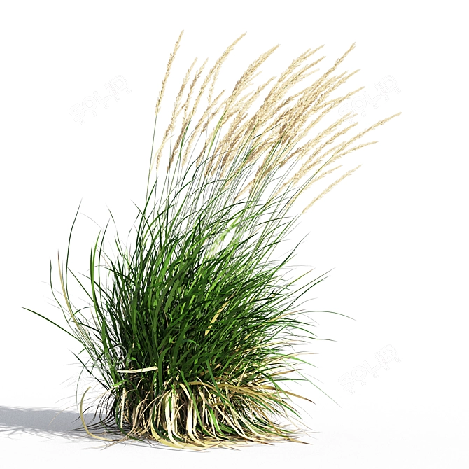 Graceful Feather Reed Grass 3D model image 5