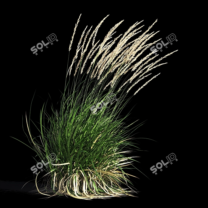 Graceful Feather Reed Grass 3D model image 6
