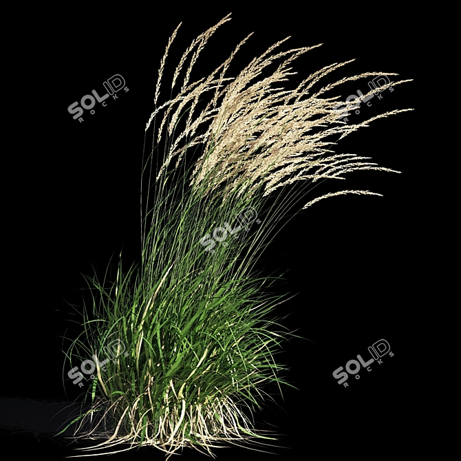 Graceful Feather Reed Grass 3D model image 7