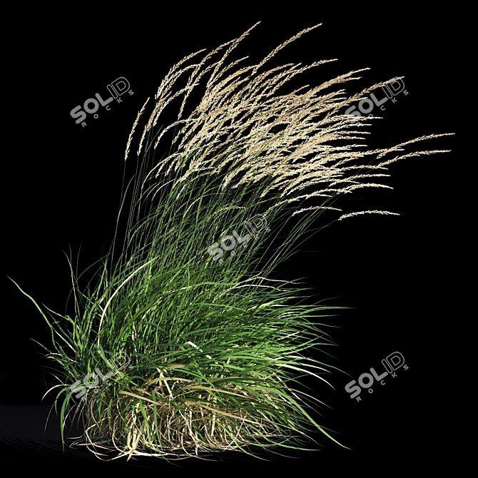 Graceful Feather Reed Grass 3D model image 8