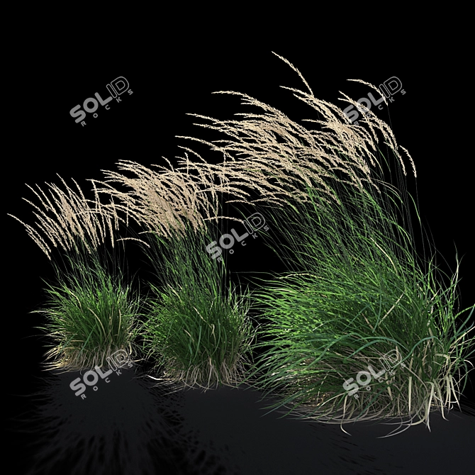 Graceful Feather Reed Grass 3D model image 9