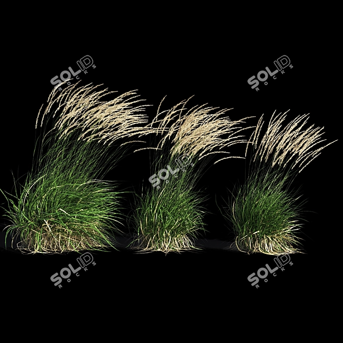 Graceful Feather Reed Grass 3D model image 10