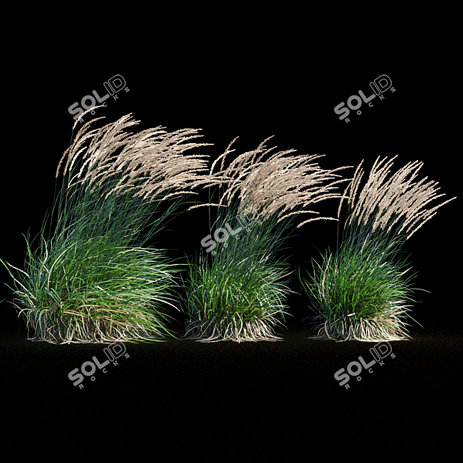 Graceful Feather Reed Grass 3D model image 11