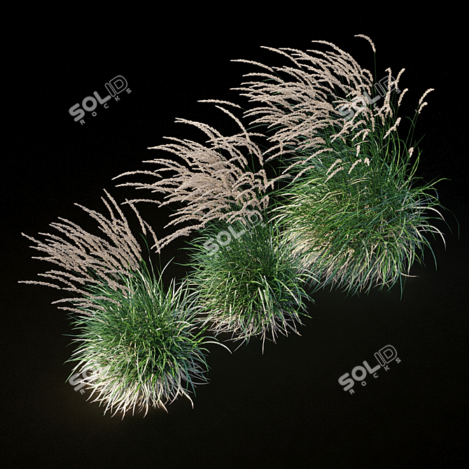 Graceful Feather Reed Grass 3D model image 12