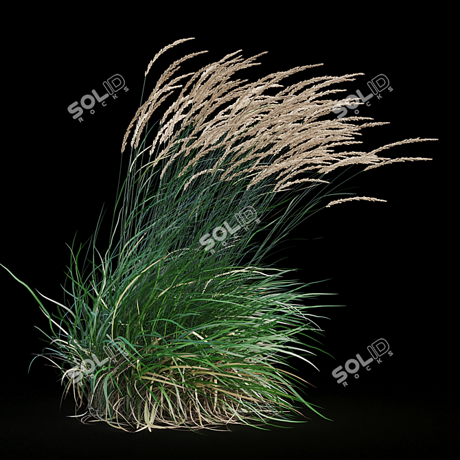 Graceful Feather Reed Grass 3D model image 13