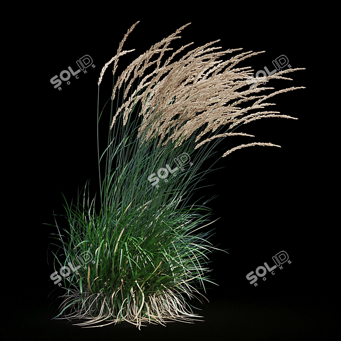 Graceful Feather Reed Grass 3D model image 14