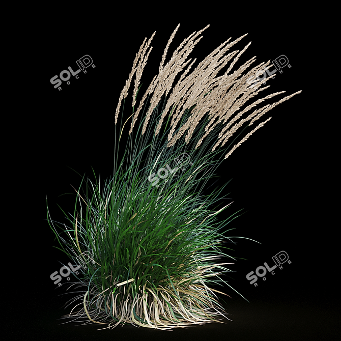 Graceful Feather Reed Grass 3D model image 15