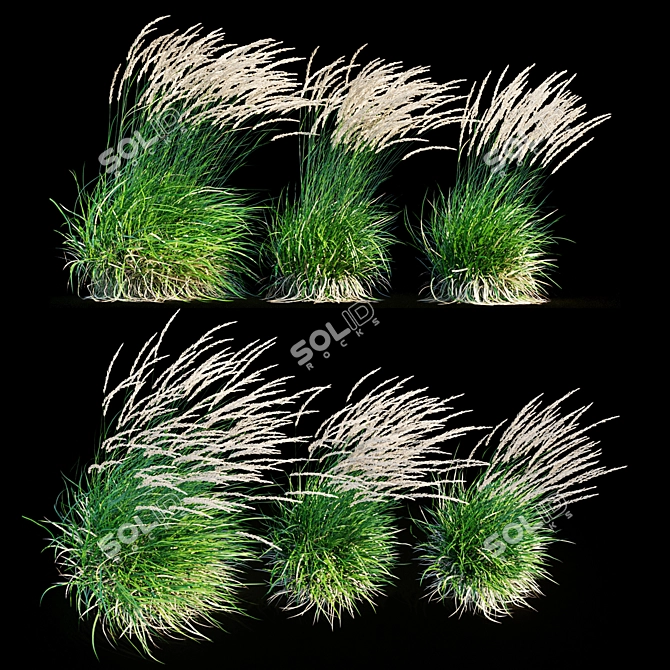 Graceful Feather Reed Grass 3D model image 16