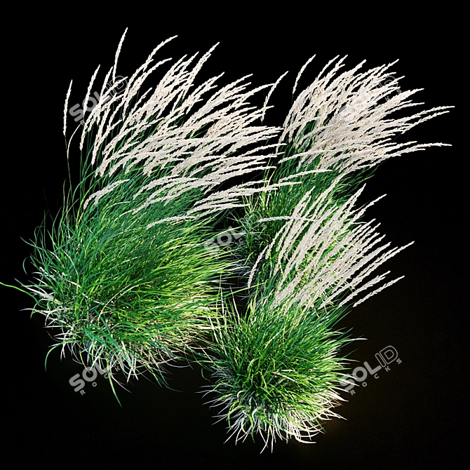 Graceful Feather Reed Grass 3D model image 17