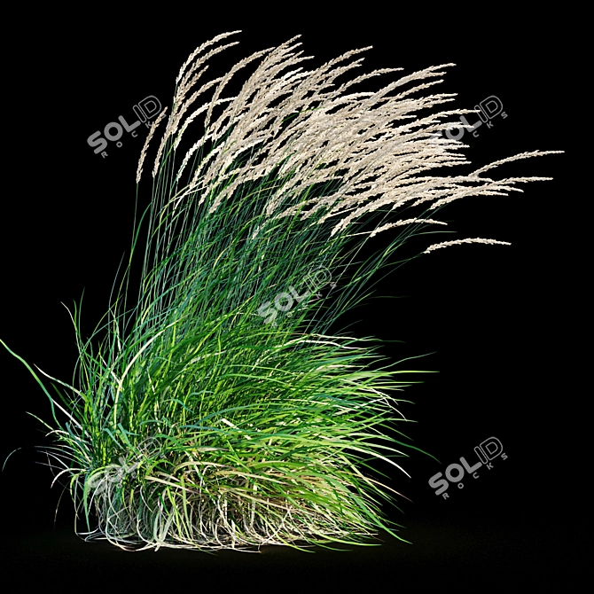 Graceful Feather Reed Grass 3D model image 18